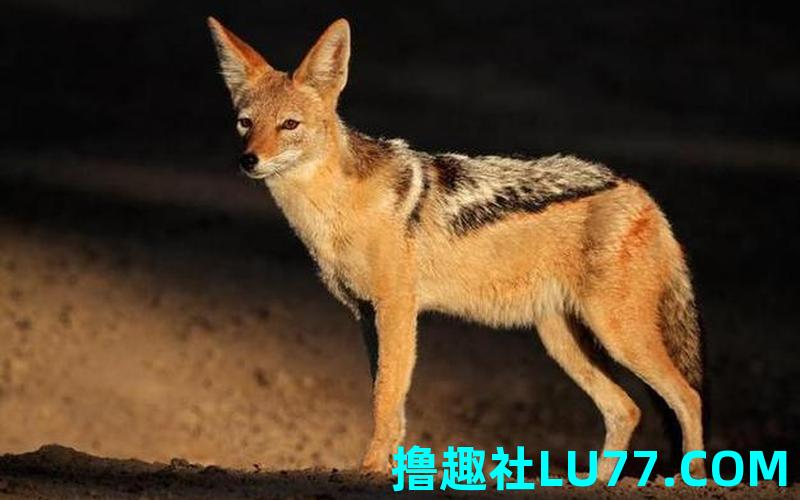 梦见豺很温顺