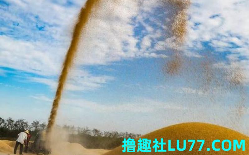 梦见扬场稻谷 梦见扬场稻谷