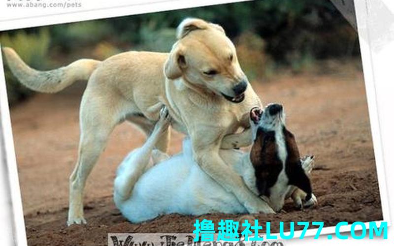 梦见狗和狗打架咬出血 梦见狗和狗打架咬出血