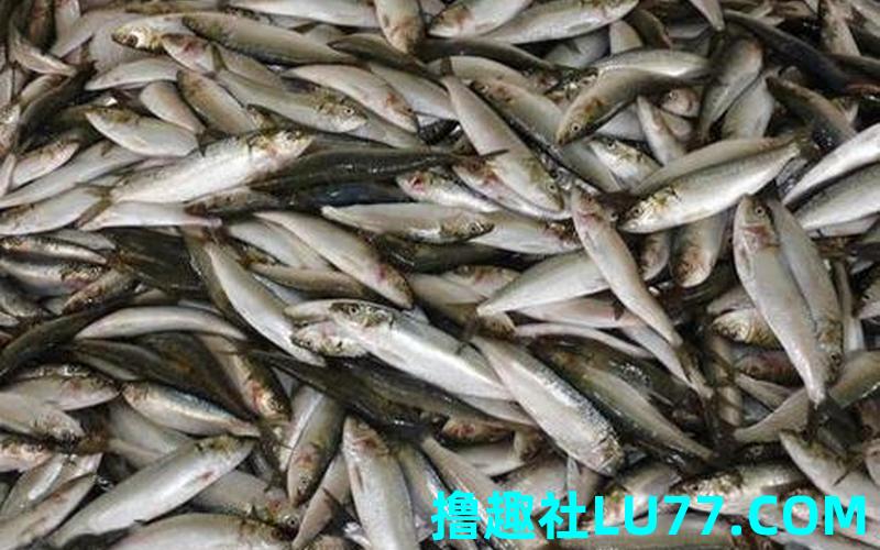 梦见鱼变鄂 梦见鱼变鄂