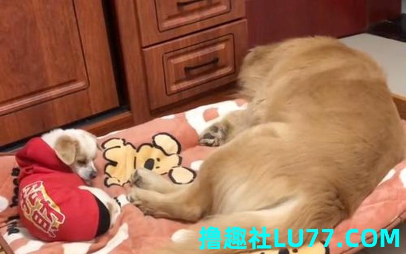 看梦见狗狗