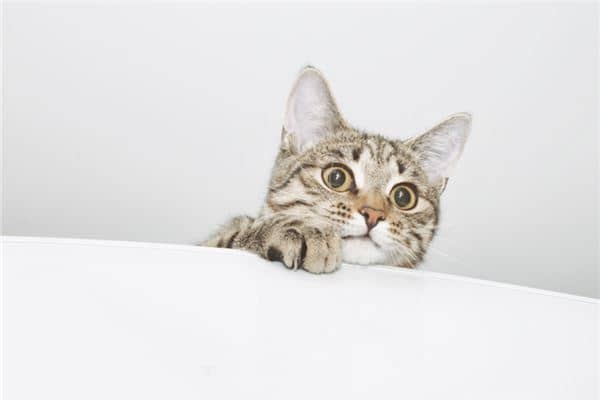 梦到被猫咬了