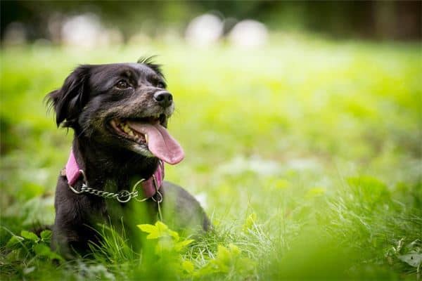 梦见恶犬但没有咬到我