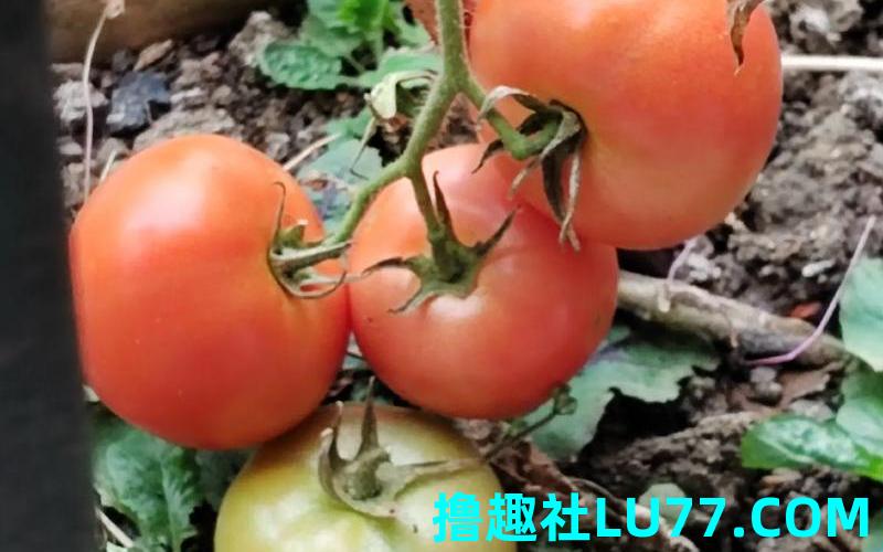 梦见没熟的西红柿