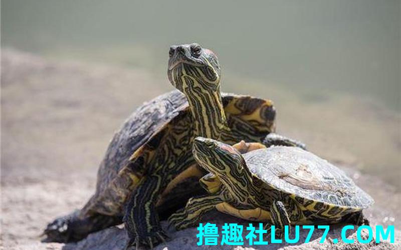 梦见很多乌龟在水里游