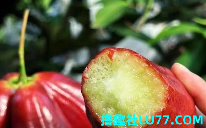 做梦梦见莲雾