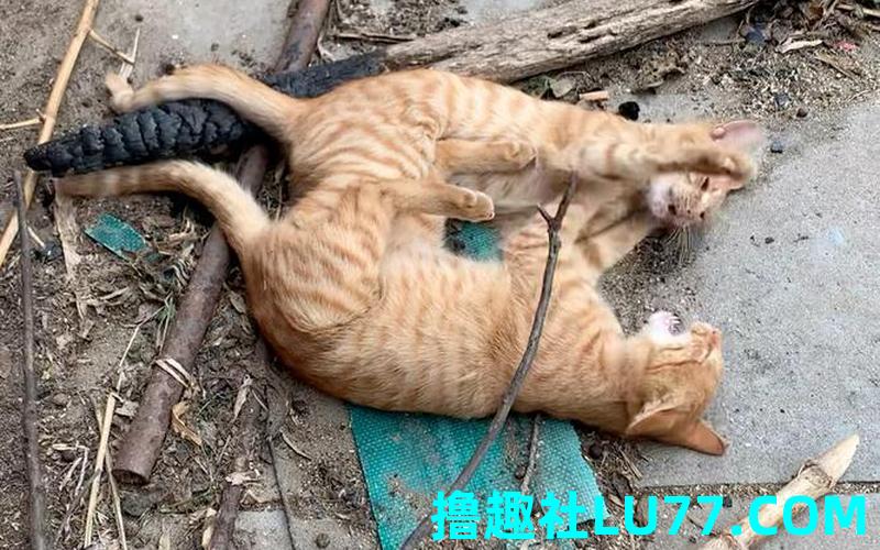 梦见跟猫打架 被猫 梦见跟猫打架 被猫