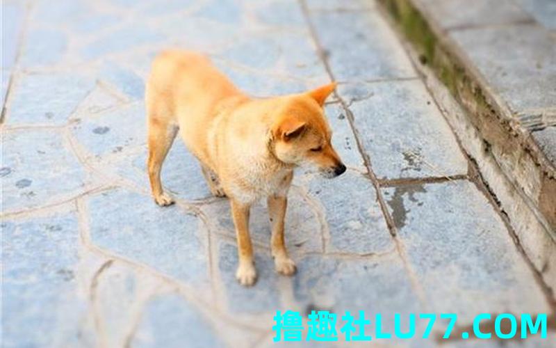 梦见白黄狗 梦见白黄狗