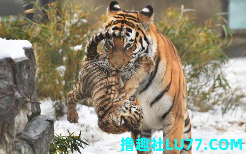 我梦见老虎咬我
