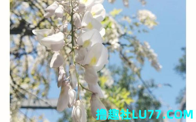 梦见白腾