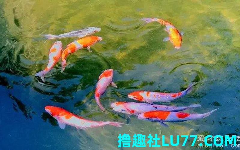 梦见朋友捕鱼溺水 梦见朋友捕鱼溺水