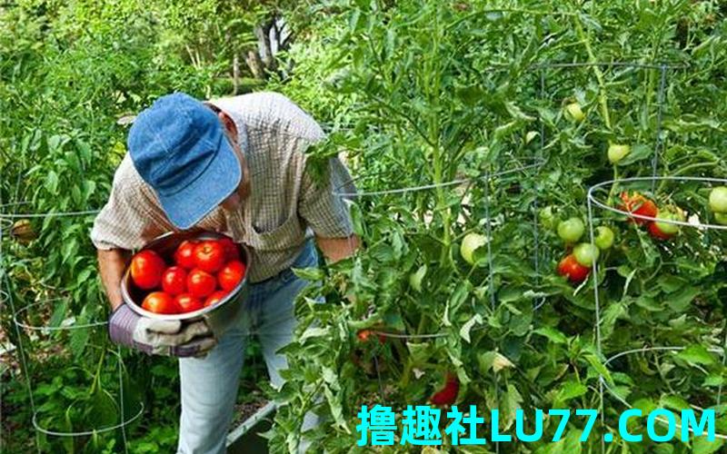 梦见摘菜下坡 梦见摘菜下坡
