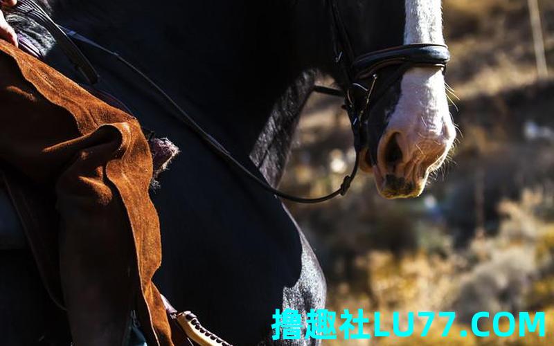 梦见骑一匹黑马 梦见骑一匹黑马