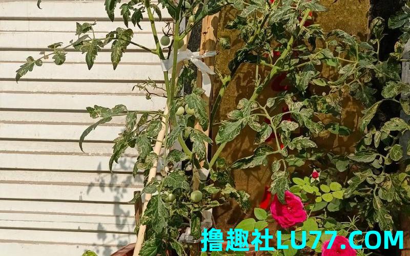梦见门口盆栽 梦见门口盆栽