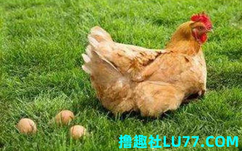 已婚女人梦见鸡 已婚女人梦见鸡