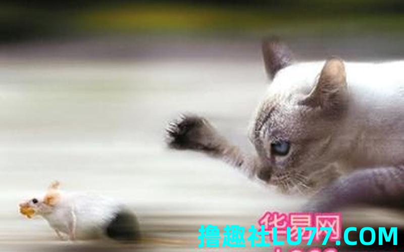 梦见被猫抓什么意思
