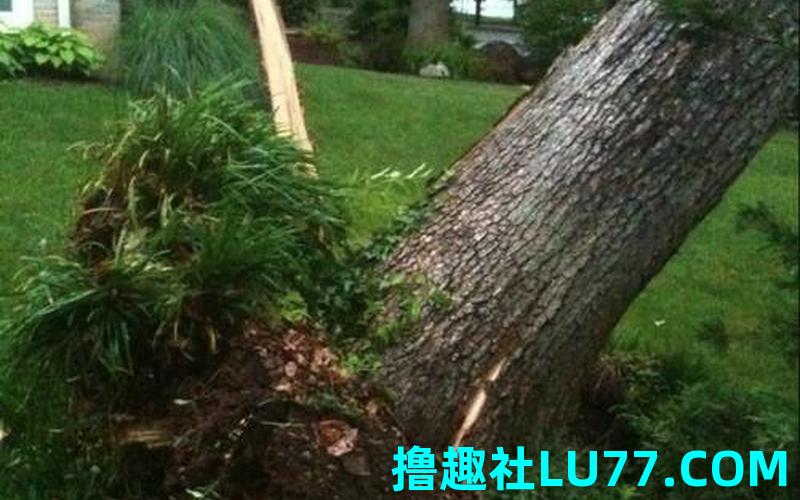 梦见树被修整 梦见树被修整