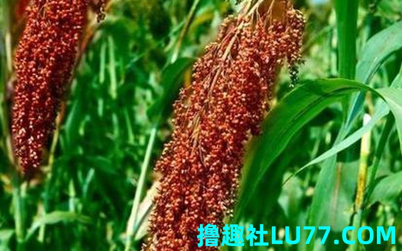 梦见高粮 梦见高粮