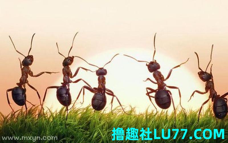 梦见很多蚂蚁在地上爬