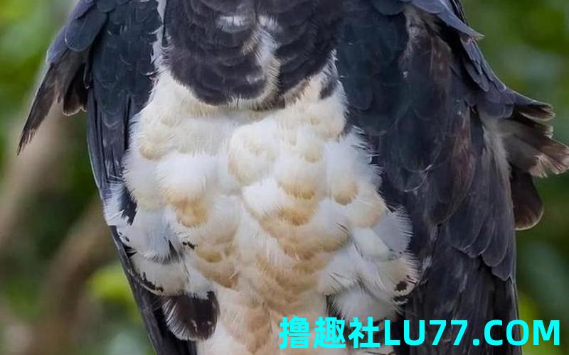 梦见雕爪子