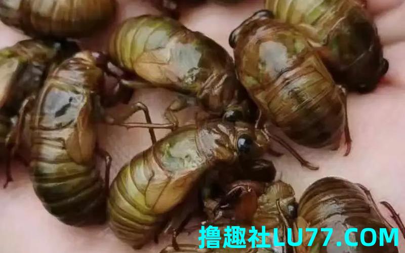 梦见金蝉银蝉
