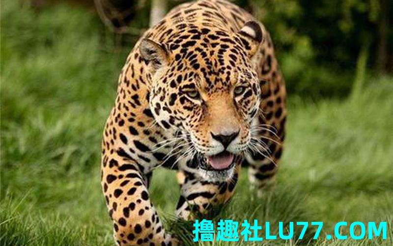 梦见豹子没咬 梦见豹子没咬