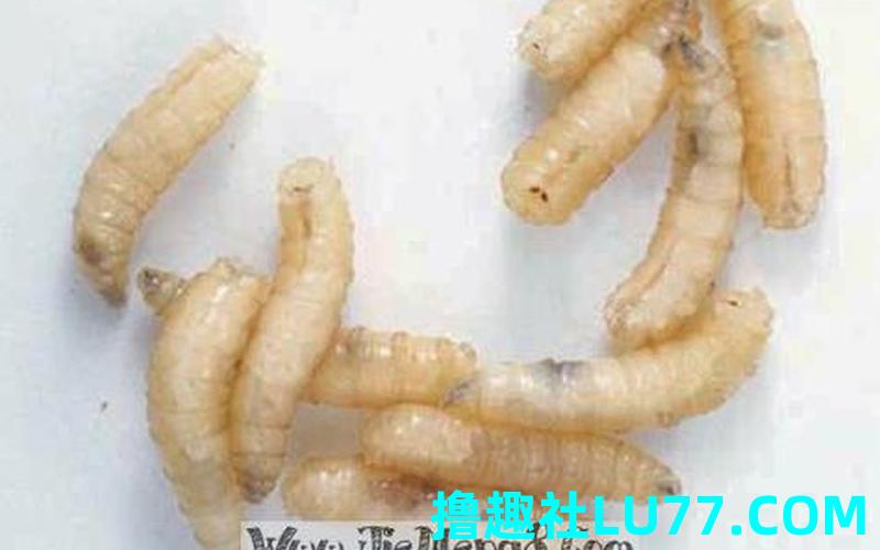 梦见蛆蛹