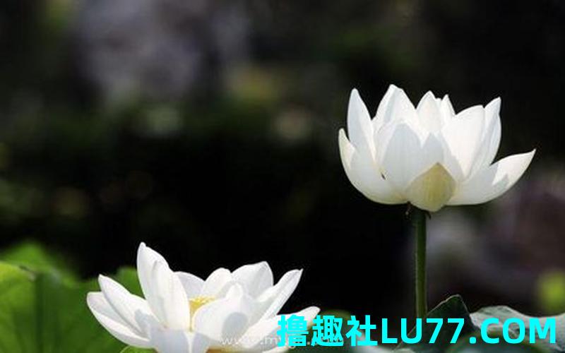梦见雙