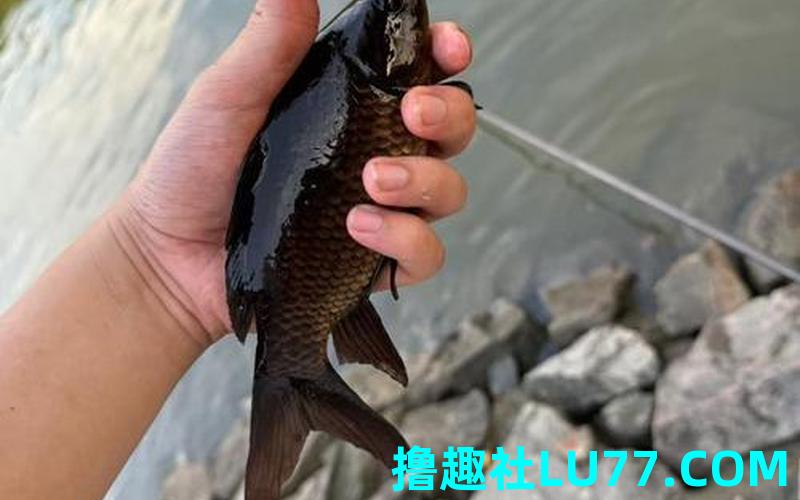 梦见纯黑鲤鱼