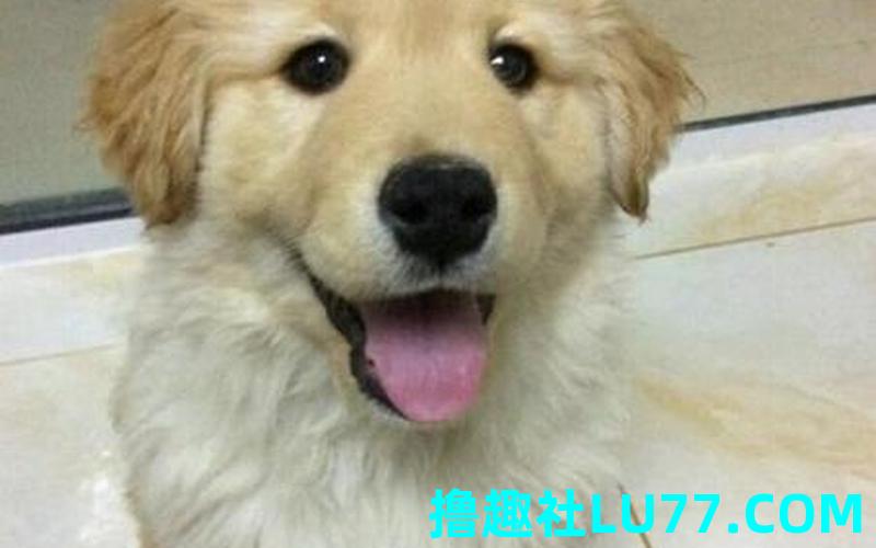 梦见狗脸蛋