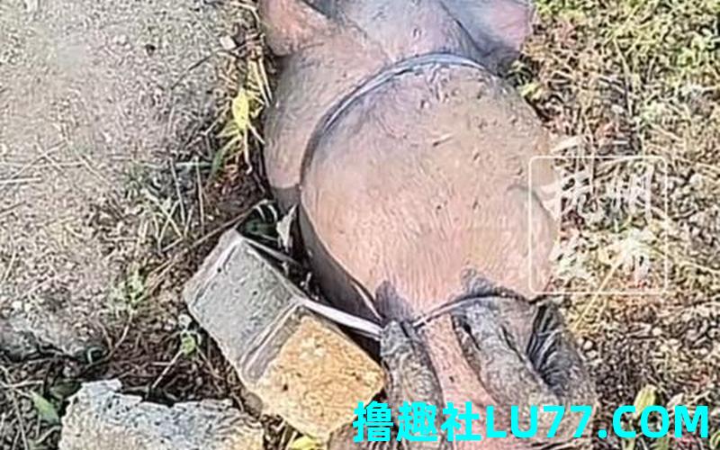 梦见野猪死了 梦见野猪死了