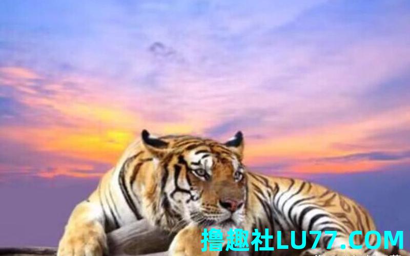孕妇梦见凶猛的动物