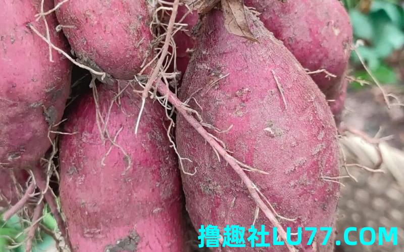 梦见用手挖红薯 梦见用手挖红薯