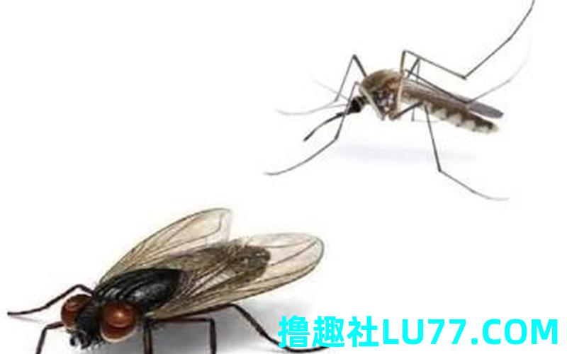 梦见蚊子苍蝇