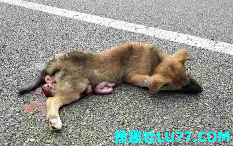 梦见疯狗死亡