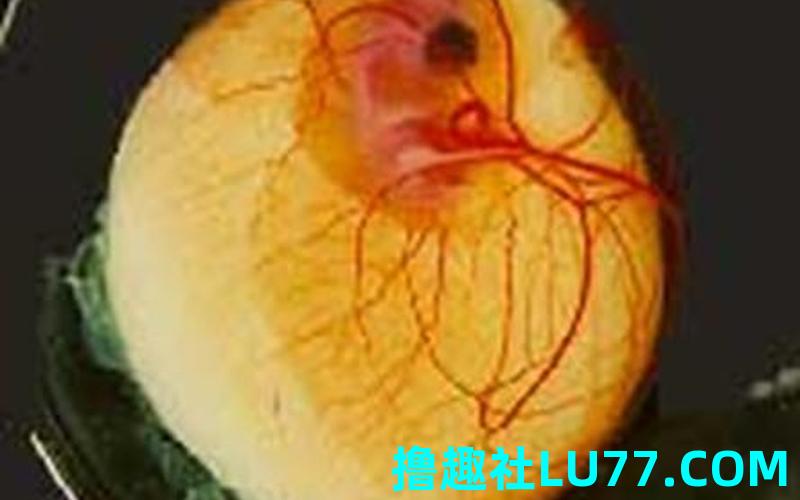 梦见鸡蛋胚胎