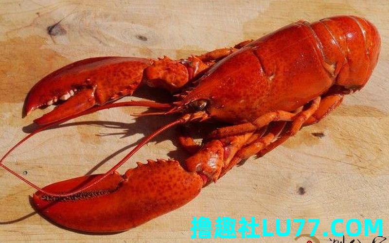 梦见龙虾吐血
