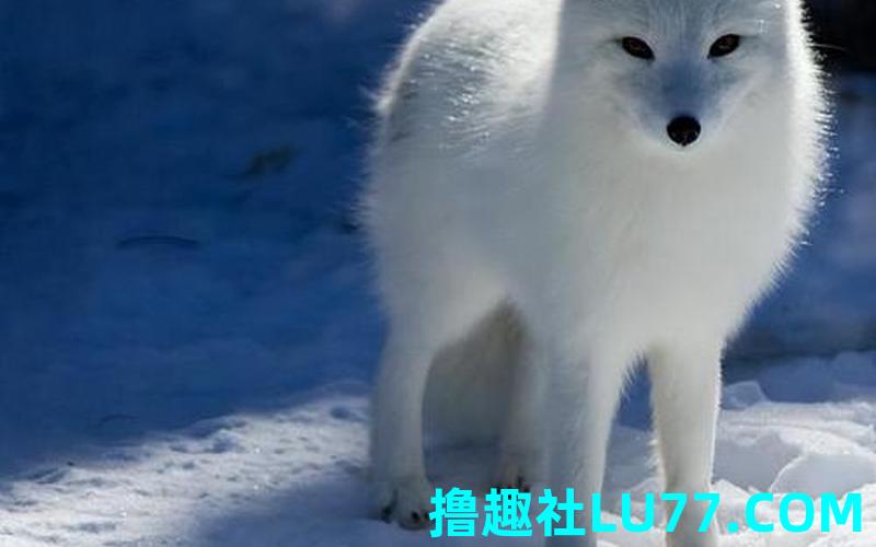 梦见雪山狐狸