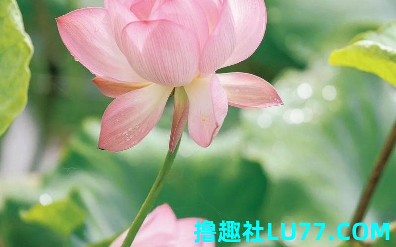 梦见荷花 梦见荷花