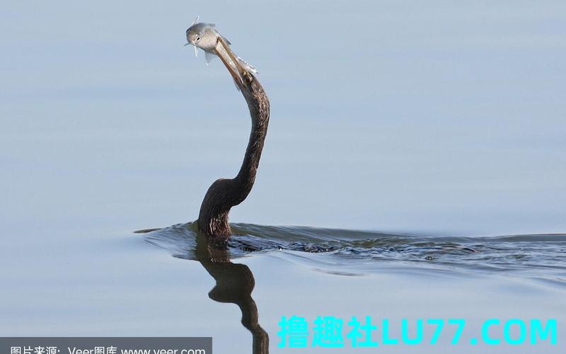 梦见眼镜蛇在水里 梦见眼镜蛇在水里