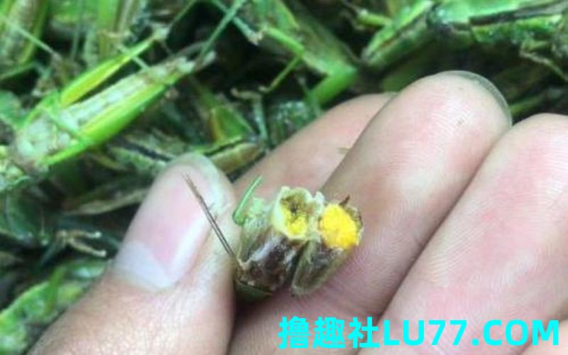 梦见稻蝗