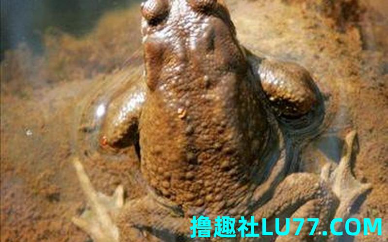 孕妇梦见一个大蟾蜍 孕妇梦见一个大蟾蜍