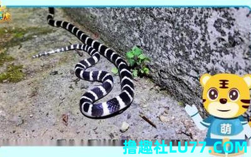 梦见九环蛇