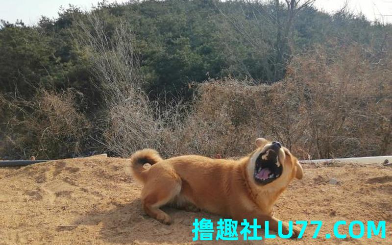 梦见山里有狗