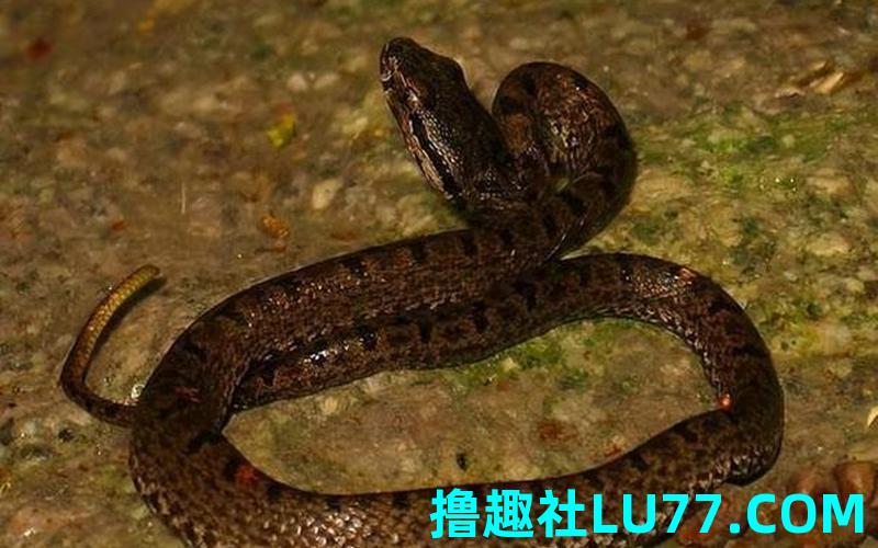 做梦梦见头上长角的蛇 做梦梦见头上长角的蛇