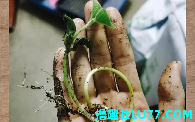 梦见豆苗在地里长着