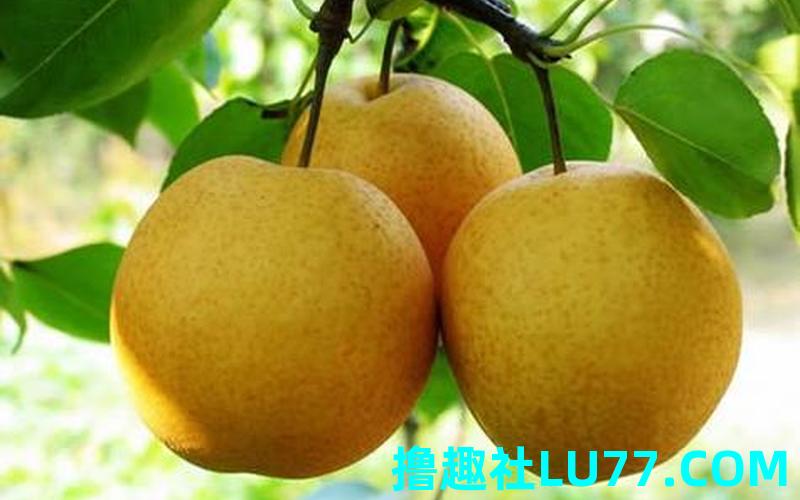 梦见送梨 梦见送梨