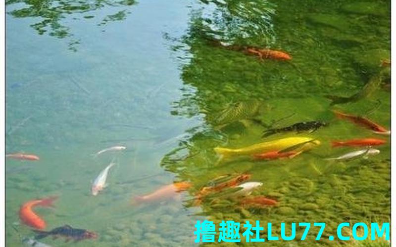 梦见鱼顺水而下