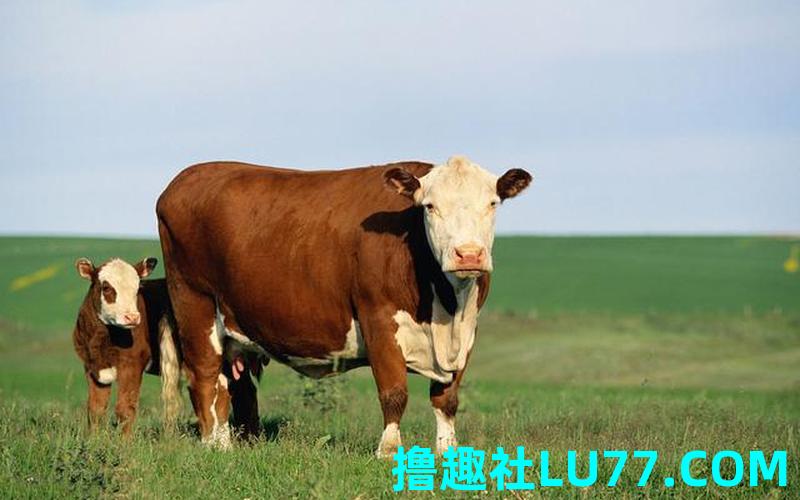 梦见牛害怕 梦见牛害怕