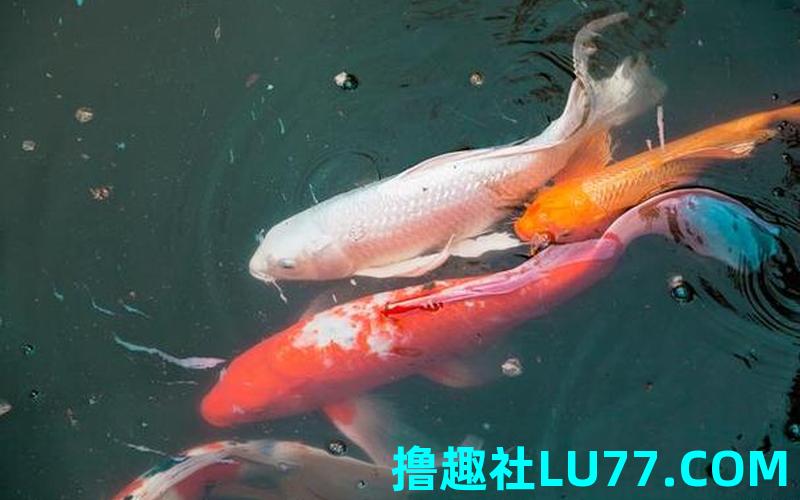 梦见鱼抱回家